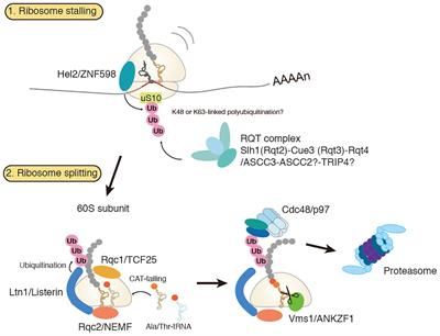 Recent Progress on the Molecular Mechanism of Quality Controls Induced by Ribosome Stalling